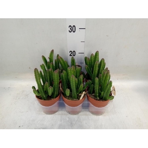 Stapelia leendertziae