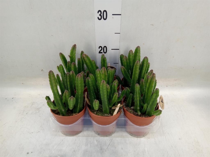 <h4>Stapelia leendertziae</h4>