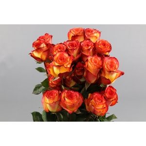 Rosa ec high & magic