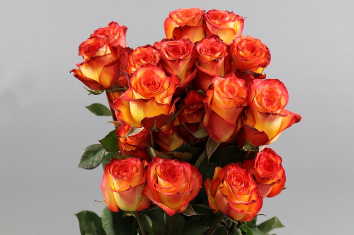 <h4>Rosa ec high & magic</h4>