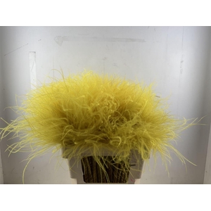 Dried Stypha Penata Yellow10 Toef) Bunch