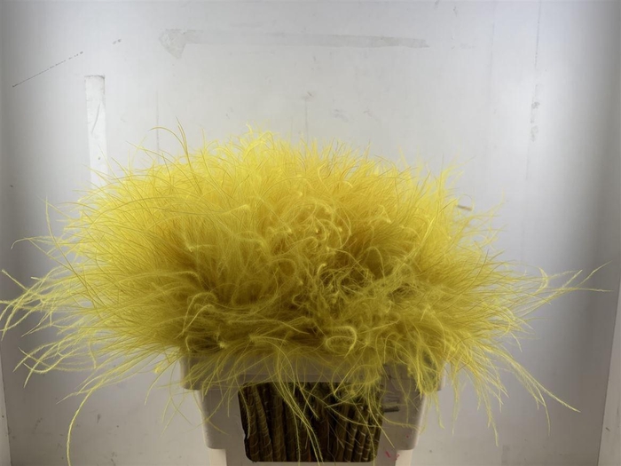 <h4>Dried Stypha Penata Yellow10 Toef) Bunch</h4>
