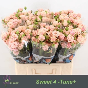 Rosa spray sweet 4 tune