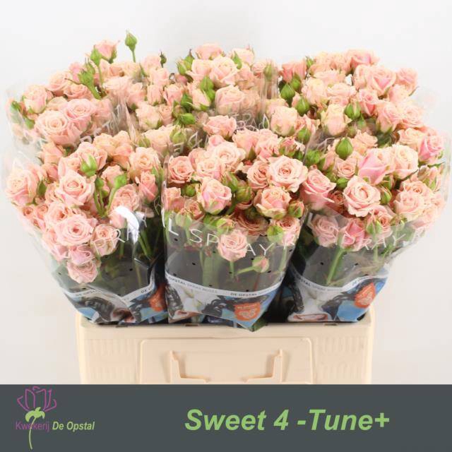 <h4>Rosa spray sweet 4 tune</h4>
