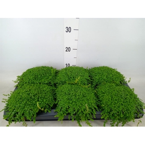 Soleirolia soleirolii   ...green