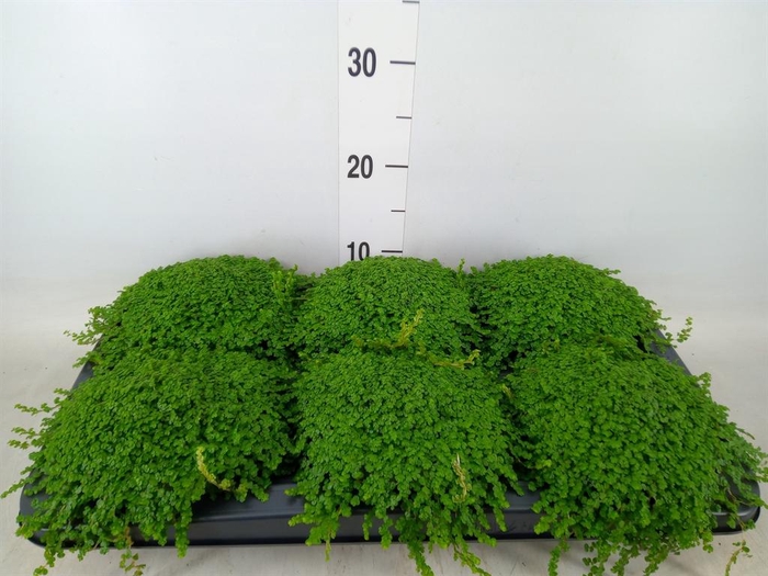 <h4>Soleirolia soleirolii   ...green</h4>