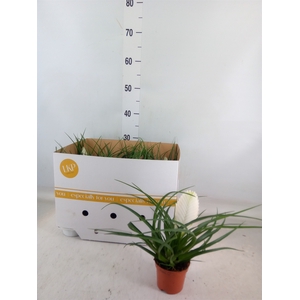 Tillandsia cyanea 'Biancini'