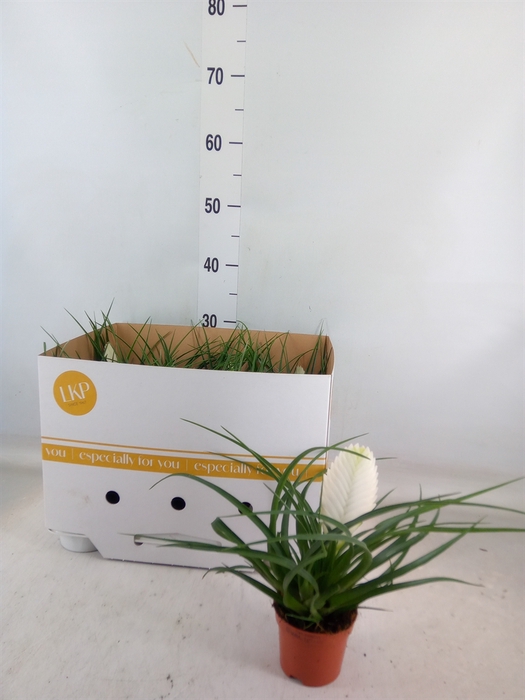 <h4>Tillandsia cyanea 'Biancini'</h4>