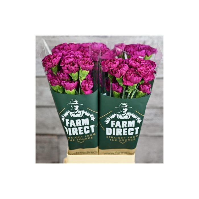 <h4>Di St Golem</h4>