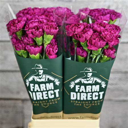 <h4>Di St Golem</h4>