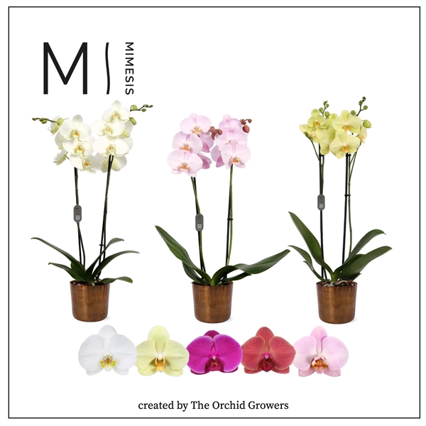 <h4>Mimesis Phal. Mix - 2 spike 12cm in Jess Old Camel Ceramic</h4>