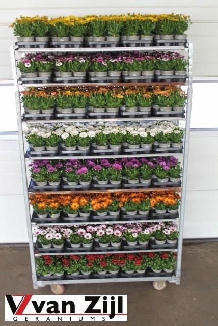 arr8 Osteo Mixk 1 Kleur Per Tray