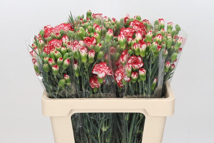 <h4>Dianthus Sp Minuetto (min. 27x)</h4>