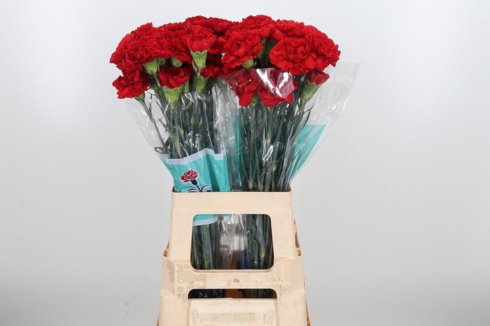 <h4>Di St Virgillo</h4>