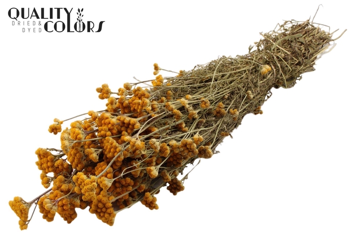 <h4>Droogbloemen   ...bewerkt H%</h4>