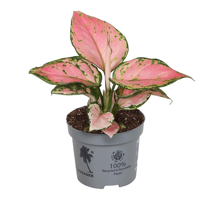 <h4>AGLAONEMA ARACEAE P9 LUCKY RED</h4>