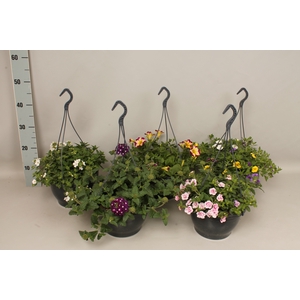 Hangpotten 23cm diverse soorten