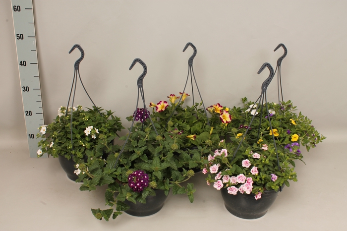'Actie - Hangpotten 23cm diverse soorten mixlaag