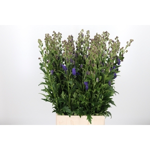 Aconitum Arendsii