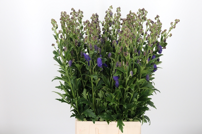 <h4>Aconitum Arendsii</h4>