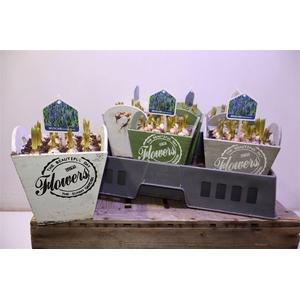 arr8 Arr Muscari In Houten Hengsel Bakje