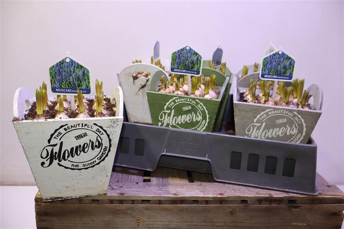 <h4>arr8 Arr Muscari In Houten Hengsel Bakje</h4>