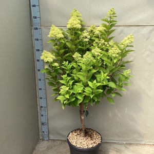 HYDR PA LIMELIGHT