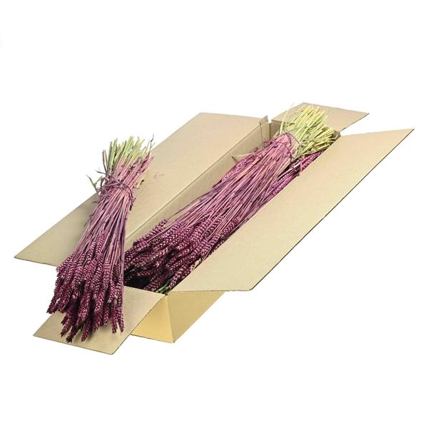 <h4>Tarwe Sb Prune</h4>