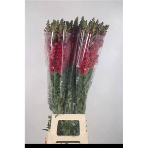 ANTIRRHINUM IT. RED*