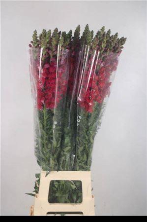 <h4>Antirrhinum It. Red</h4>