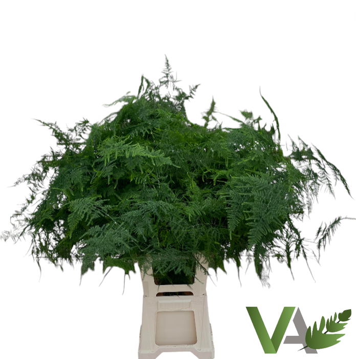 <h4>ASPARAGUS SETACEUS</h4>