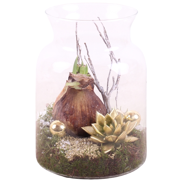 <h4>Christmas Arr. Amaryllis Glass Milk Jug Vase Ø19cm 2PP</h4>