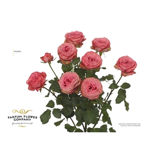 Rosa Spray Hawi