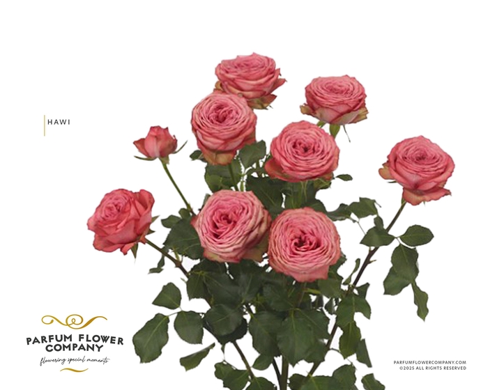 <h4>Rosa Spray Hawi</h4>