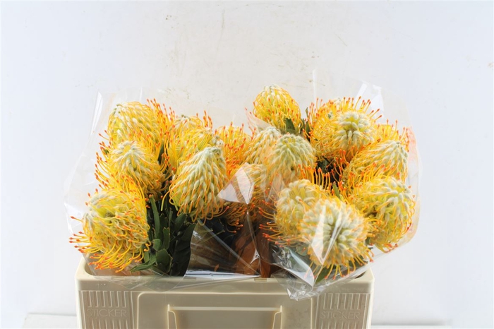 <h4>Leuco Co Goldie</h4>