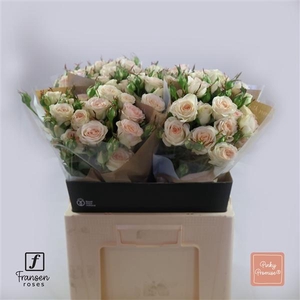 R TR Pinky Promise 60cm