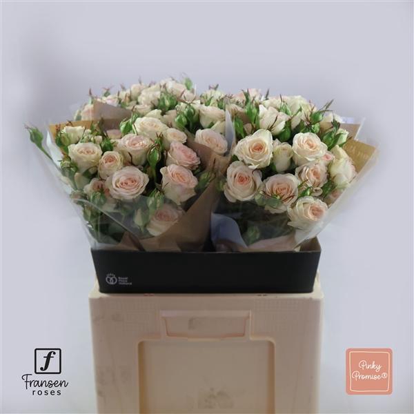 <h4>R TR Pinky Promise 60cm</h4>