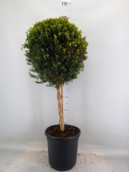 <h4>Myrtus communis</h4>