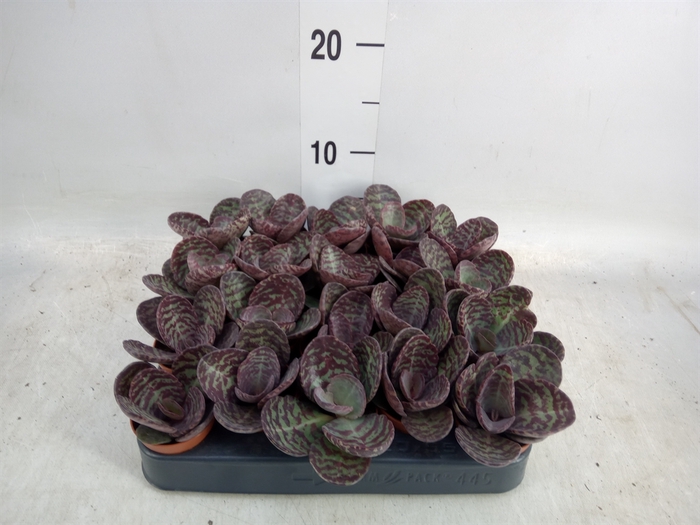 <h4>Kalanchoe NF marmorata 'Partridge'</h4>