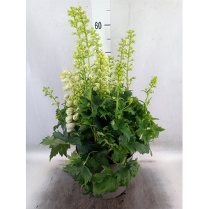 Delphinium   ...