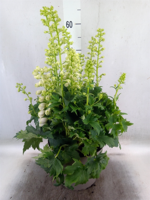 <h4>Delphinium   ...</h4>