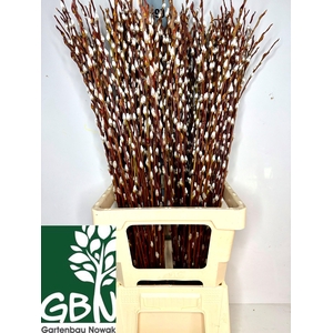 SALIX WILGENKATJES