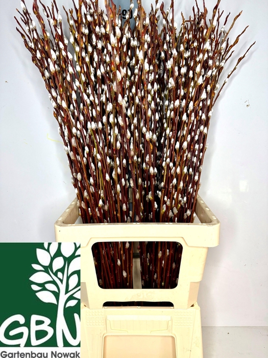 <h4>SALIX WILGENKATJES</h4>
