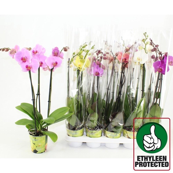 <h4>PHAL GEM 7 KL</h4>