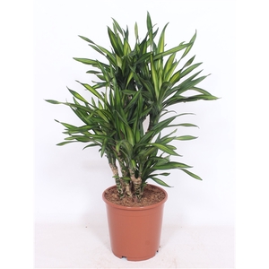 Dracaena Riki