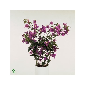 Bougainvillea Sanderiana Bush