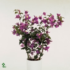 <h4>Bougainvillea Sanderiana Bush</h4>