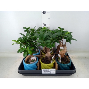 Ficus microcarpa 'Ginseng'