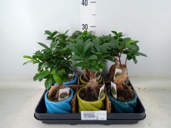 <h4>Ficus microcarpa 'Ginseng'</h4>