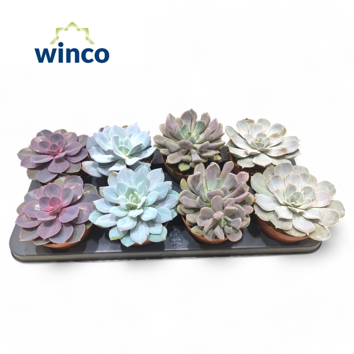 <h4>Echeveria Love Mix</h4>